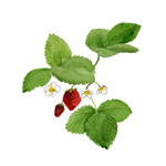 Fragaria chiloensis